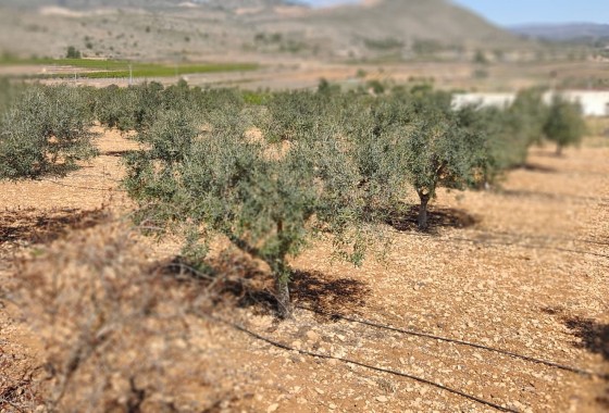 Herverkoop - Finca Landelijk pand -
La Romana