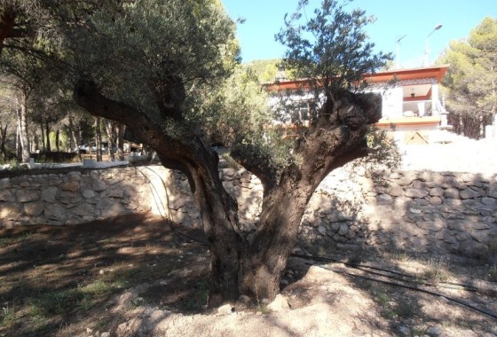 Herverkoop - Finca Landelijk pand -
Castalla