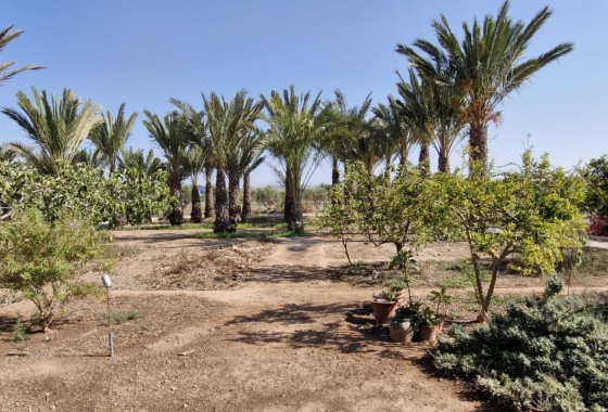Herverkoop - Finca Landelijk pand -
Elche