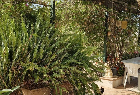 Herverkoop - Finca Landelijk pand -
Elche