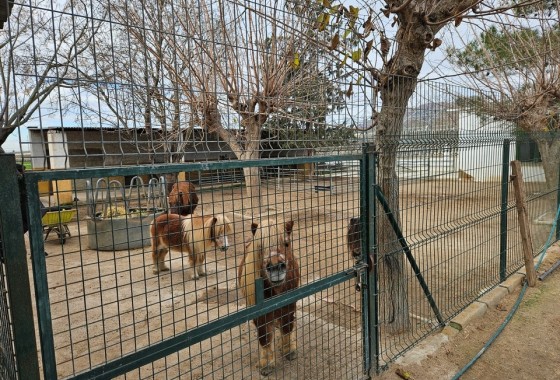 Herverkoop - Finca Landelijk pand -
Orihuela