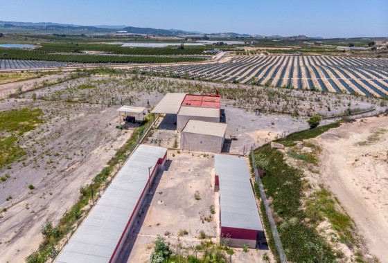 Sale - Finca Country Property -
Los Montesinos - LOS MONTESINOS