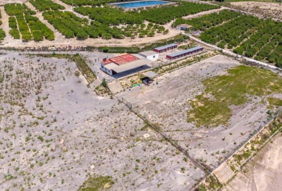 Sale - Finca Country Property -
Los Montesinos - LOS MONTESINOS