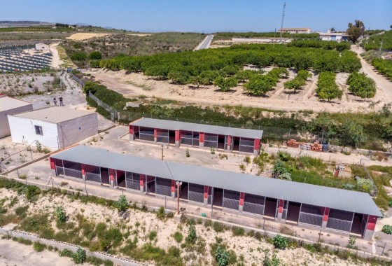 Sale - Finca Country Property -
Los Montesinos - LOS MONTESINOS