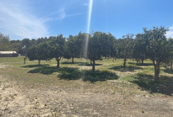Resale - Doppelhaushälfte -
Guardamar del Segura - Valencian Community