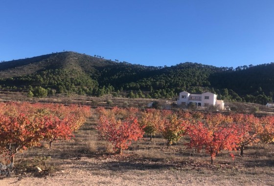 Sprzedaż - Willa wolnostojąca -
Encebras - Encebras Alicante