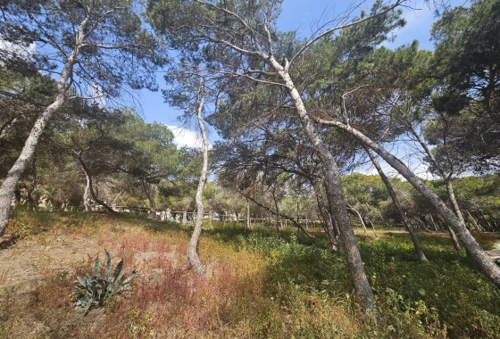 Revente - Appartement -
Guardamar del Segura