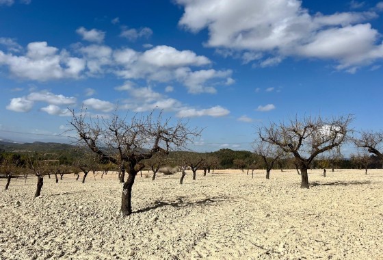 Revente - Parcelle Terrain -
Bullas - Costa Calida