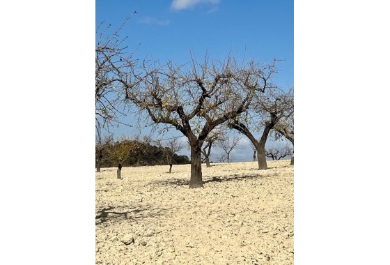 Revente - Parcelle Terrain -
Bullas - Costa Calida