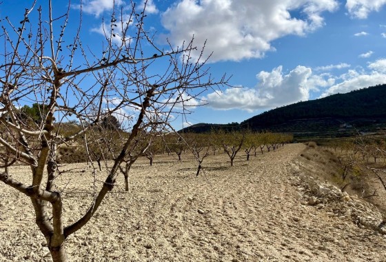 Revente - Parcelle Terrain -
Bullas - Costa Calida
