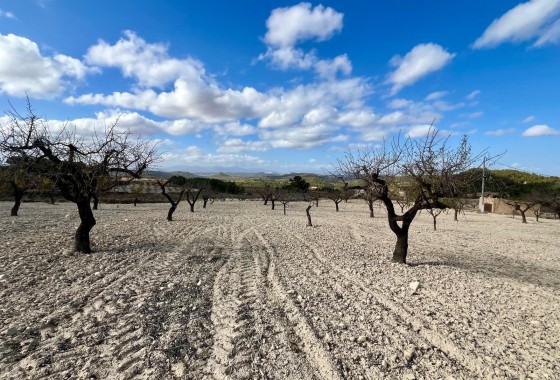 Revente - Parcelle Terrain -
Bullas - Costa Calida