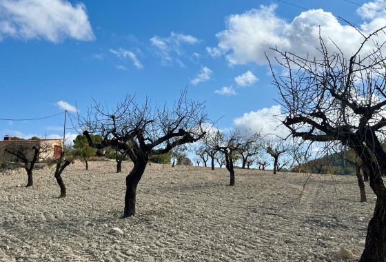 Revente - Parcelle Terrain -
Bullas - Costa Calida