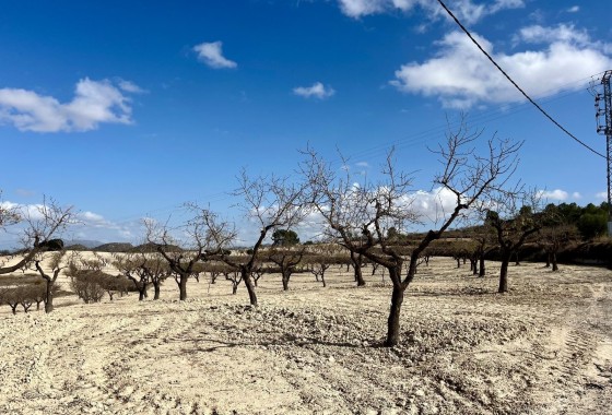 Revente - Parcelle Terrain -
Bullas - Costa Calida