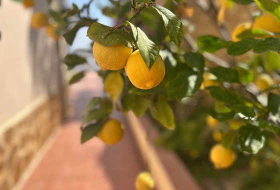 Herverkoop - Vrijstaande Villa -
Algorfa - Lomas de Juliana