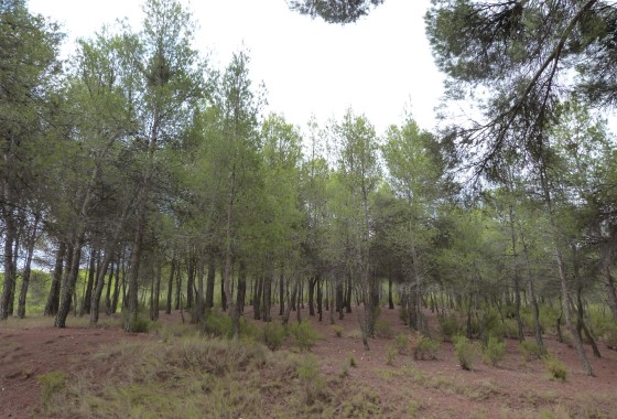 Sprzedaż - Finca nieruchomość wiejska -
Ibi - Ibi - Country