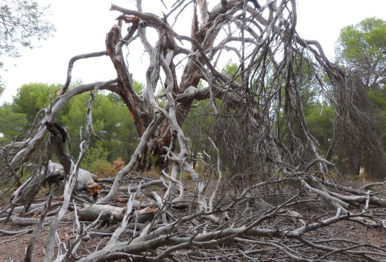 Sprzedaż - Finca nieruchomość wiejska -
Ibi - Ibi - Country