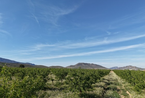 Sprzedaż - Działka / Grunt -
Yecla - Yecla Murcia