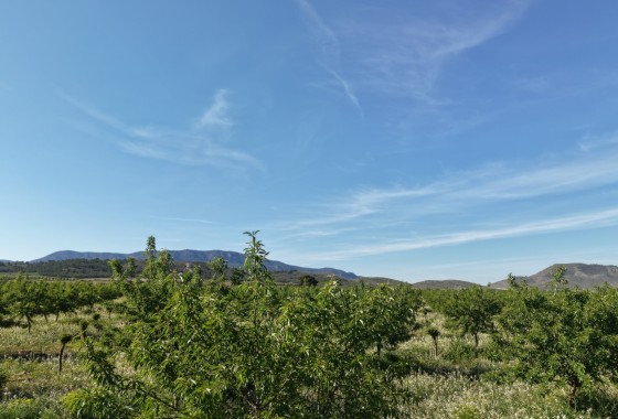 Sprzedaż - Działka / Grunt -
Yecla - Yecla Murcia