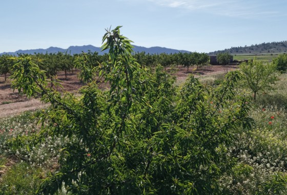 Sprzedaż - Działka / Grunt -
Yecla - Yecla Murcia