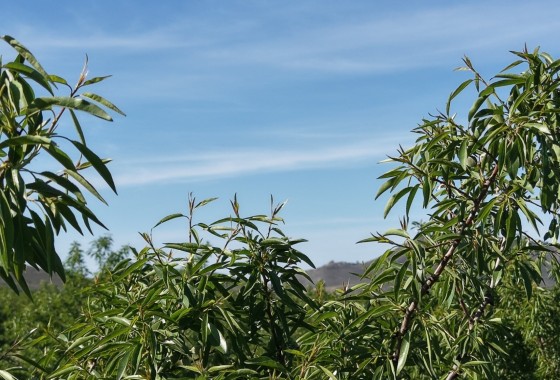 Sprzedaż - Działka / Grunt -
Yecla - Yecla Murcia