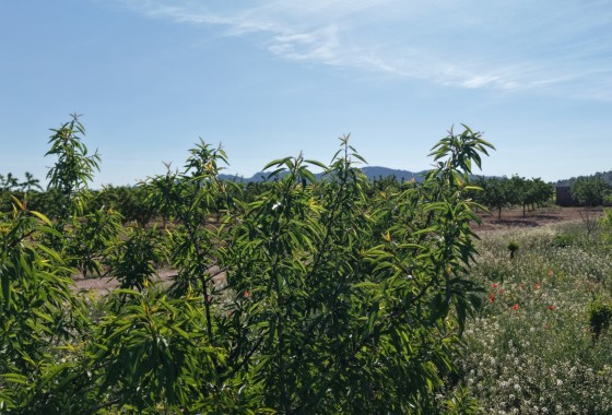 Sprzedaż - Działka / Grunt -
Yecla - Yecla Murcia