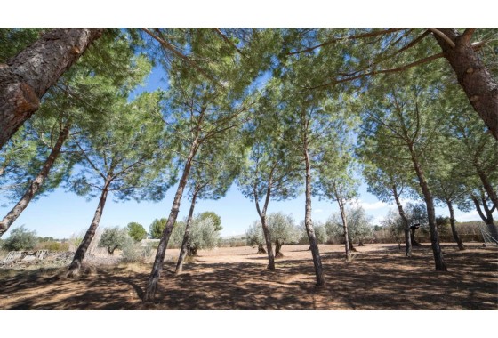 Revente - Villa Individuelle -
Yecla - Inland