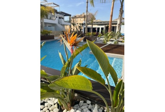 Sprzedaż - Apartament / Mieszkanie -
Orihuela Costa - Rocio del Mar