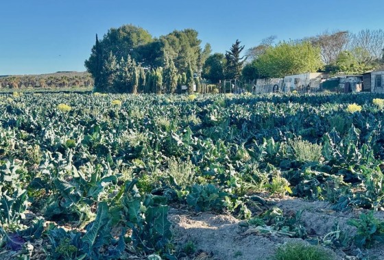 Venta - Finca / Casa de campo -
Guardamar del Segura