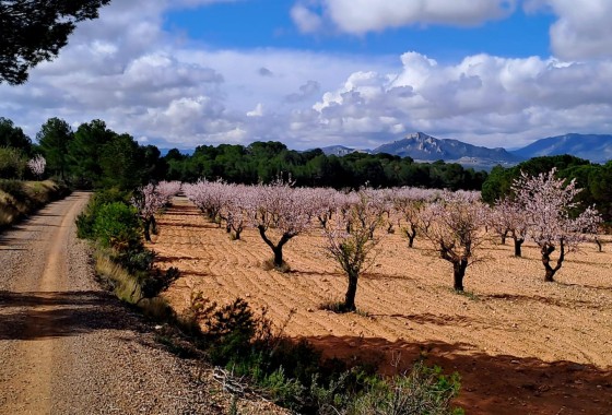 Revente - Finca / Propriété rurale -
Sax - SAX
