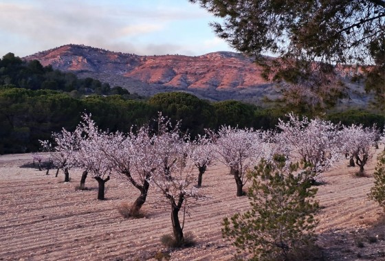 Revente - Finca / Propriété rurale -
Sax - SAX