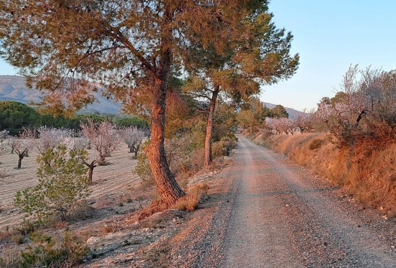 Revente - Finca / Propriété rurale -
Sax - SAX