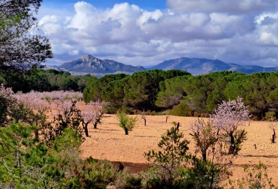 Revente - Finca / Propriété rurale -
Sax - SAX