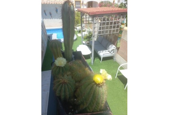 Venta - Adosado -
Orihuela Costa - Los Almendros-la Florida