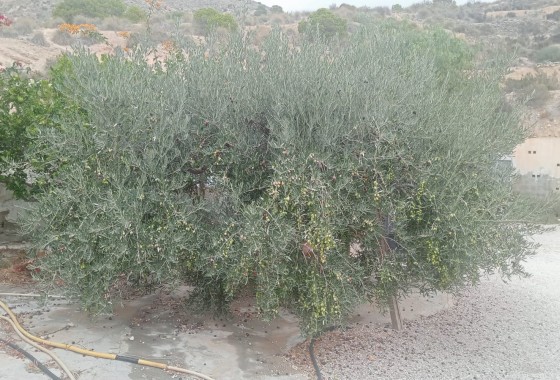 Revente - Finca / Propriété rurale -
Crevillente