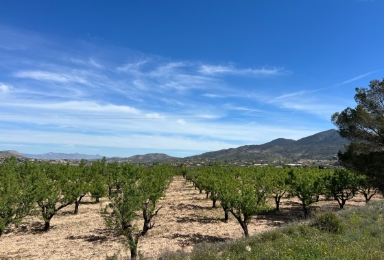 Revente - Parcelle / Terrain -
Hondón de los Fráiles