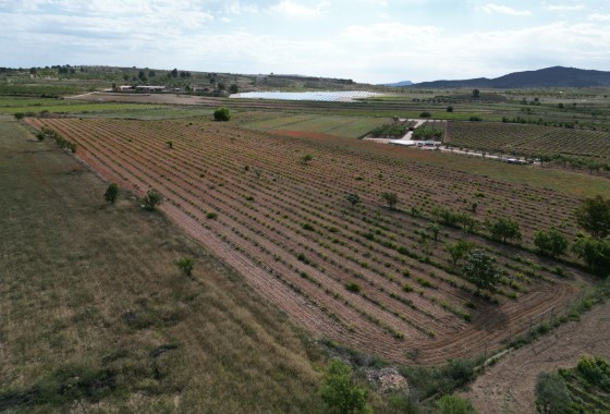 Revente - Parcelle / Terrain -
Pinoso