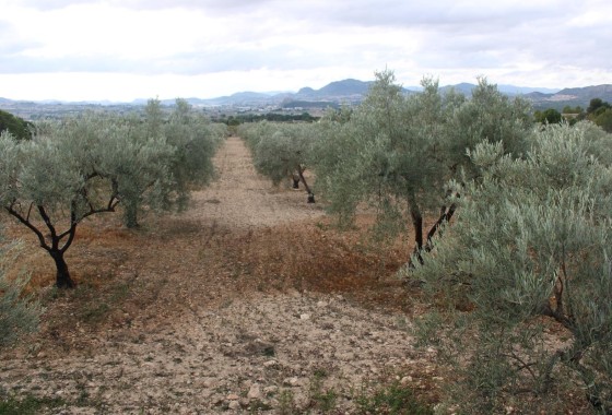 Herverkoop - Finca / Landhuis -
Sax - SAX