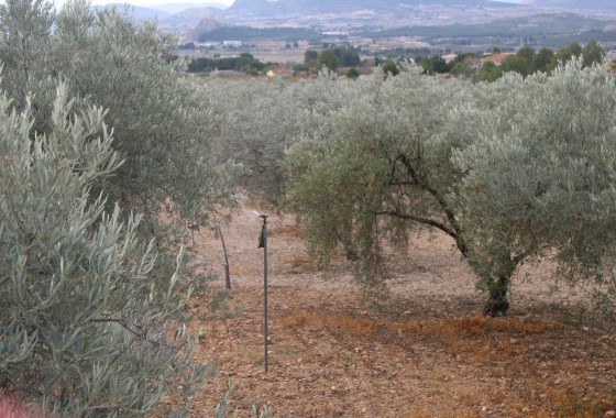 Herverkoop - Finca / Landhuis -
Sax - SAX