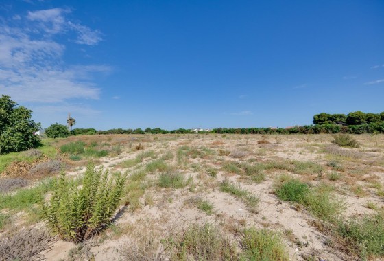 Sprzedaż - Willa wolnostojąca -
Torrevieja - El Limonar