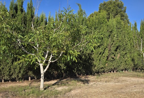 Herverkoop - Finca / Landhuis -
Yecla