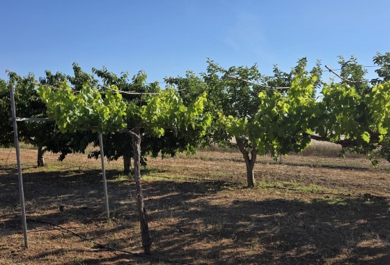 Herverkoop - Finca / Landhuis -
Yecla