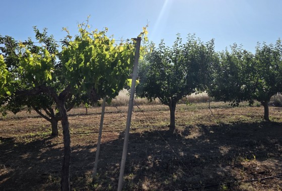 Herverkoop - Finca / Landhuis -
Yecla