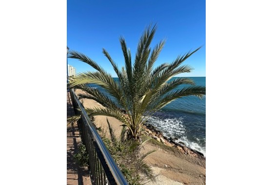 Revente - Appartement -
Punta Prima