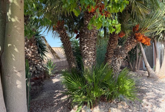 Herverkoop - Finca / Landhuis -
La Marina - Elche