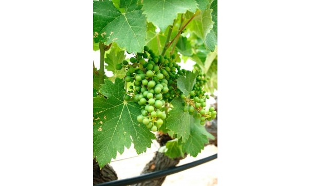 New Build - Detached Villa -
Yecla