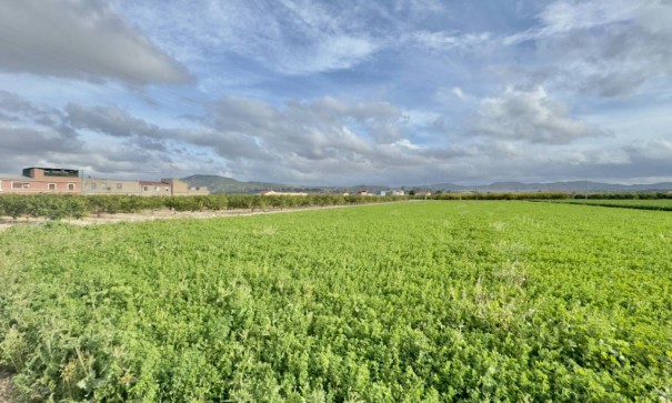 Venta - Chalet Independiente -
Orihuela