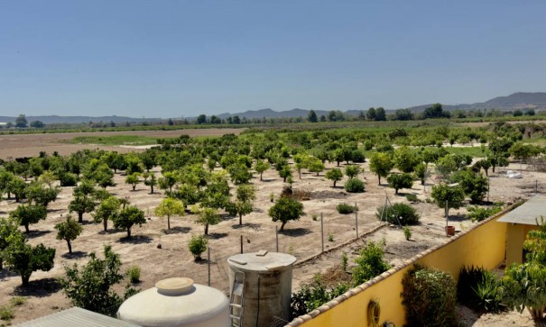 Venta - Finca Propiedad rural -
Orihuela