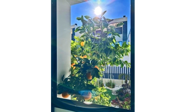 Sprzedaż - Willa wolnostojąca -
Rojales