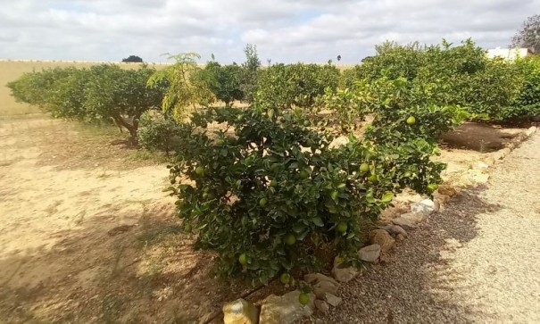 Videresalg - Finca landejendom -
San Javier