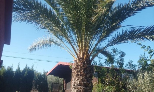 Återförsäljning - Fristående villa -
Elche